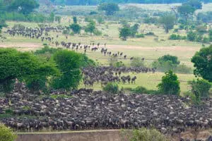 The Guardian: Can communities living side by side with wildlife beat Africa’s national parks at conservation?