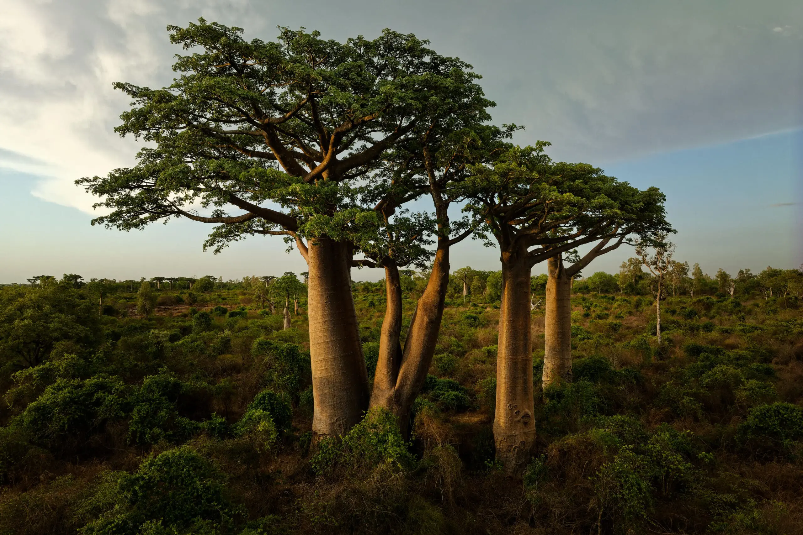 Alliance: Madagascar’s conservation moment: Local leadership amid political change