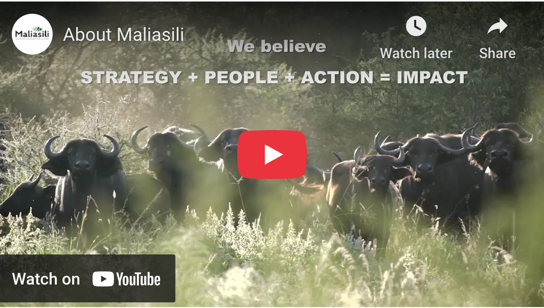 An overview of what we do at Maliasili