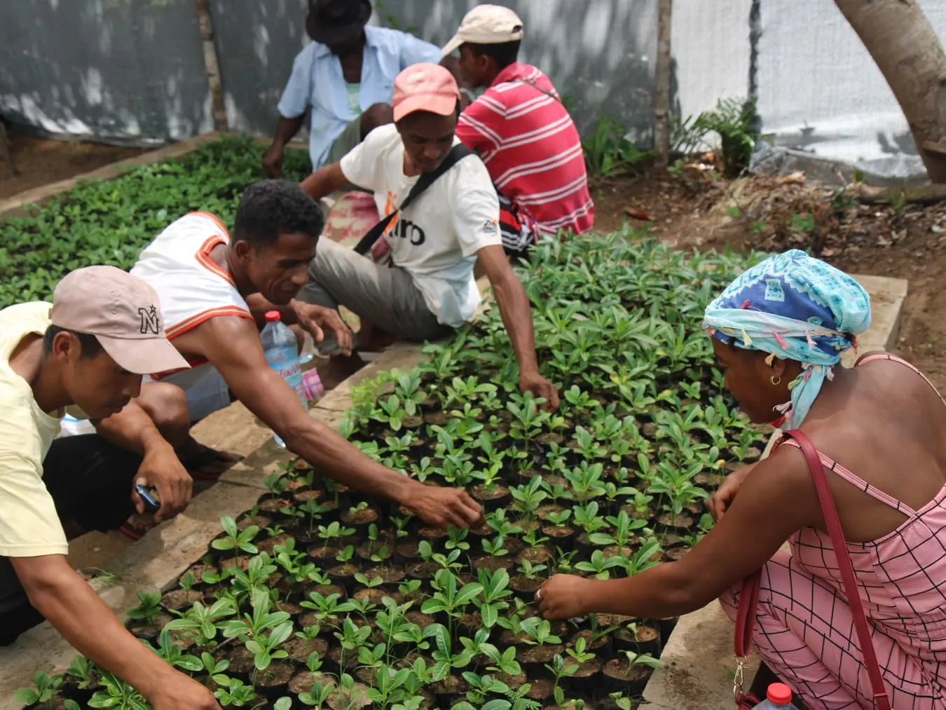 Darwin Initiative: Trees for life