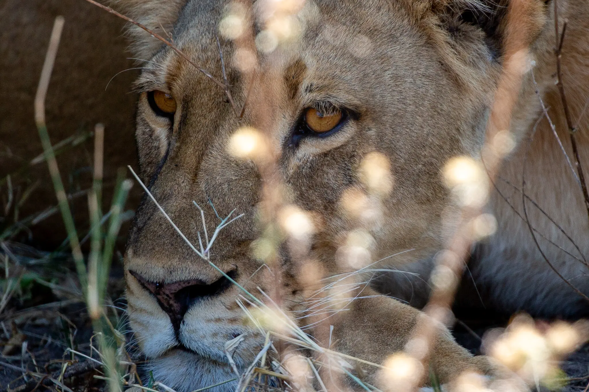 Living with Lions: World Lion Day 2025