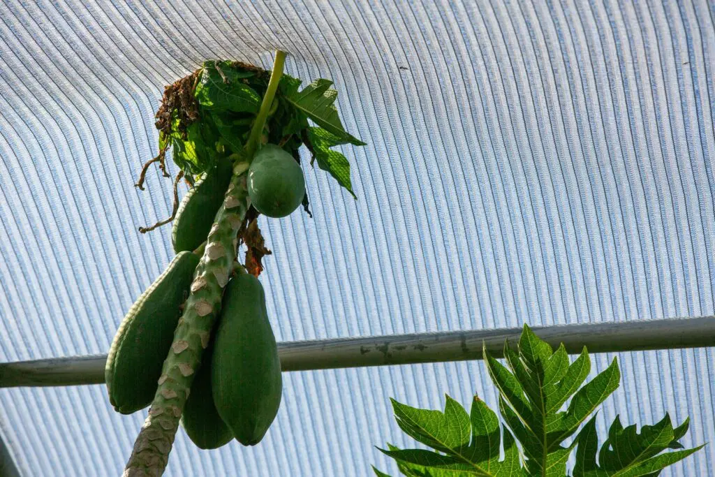 Papaya ripening under shade netting at an IRDNC-supported agro-ecology demonstration farm